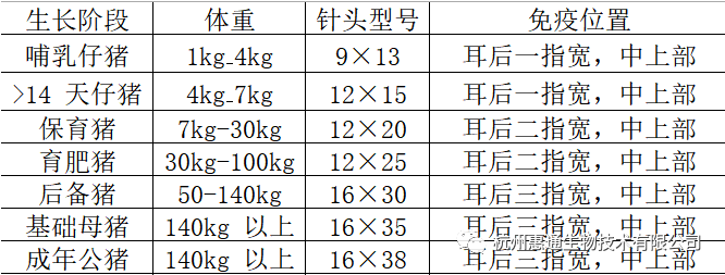 2  根据猪只大小,选择合适型号的针头