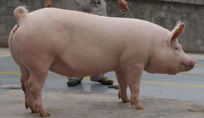 浙江首批克隆猪宝宝出生:中间白两头乌黑,活泼好动