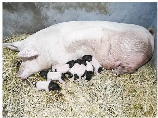 新希望:公司已建成和未来规划建设的猪场在全国都有重点布局的省份